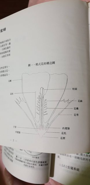 Ptt鄉民問 蜂蜜到底是什麼 養蜂第4代揭開 驚人真相 網全崩潰 要吐了 Looker 新鮮事