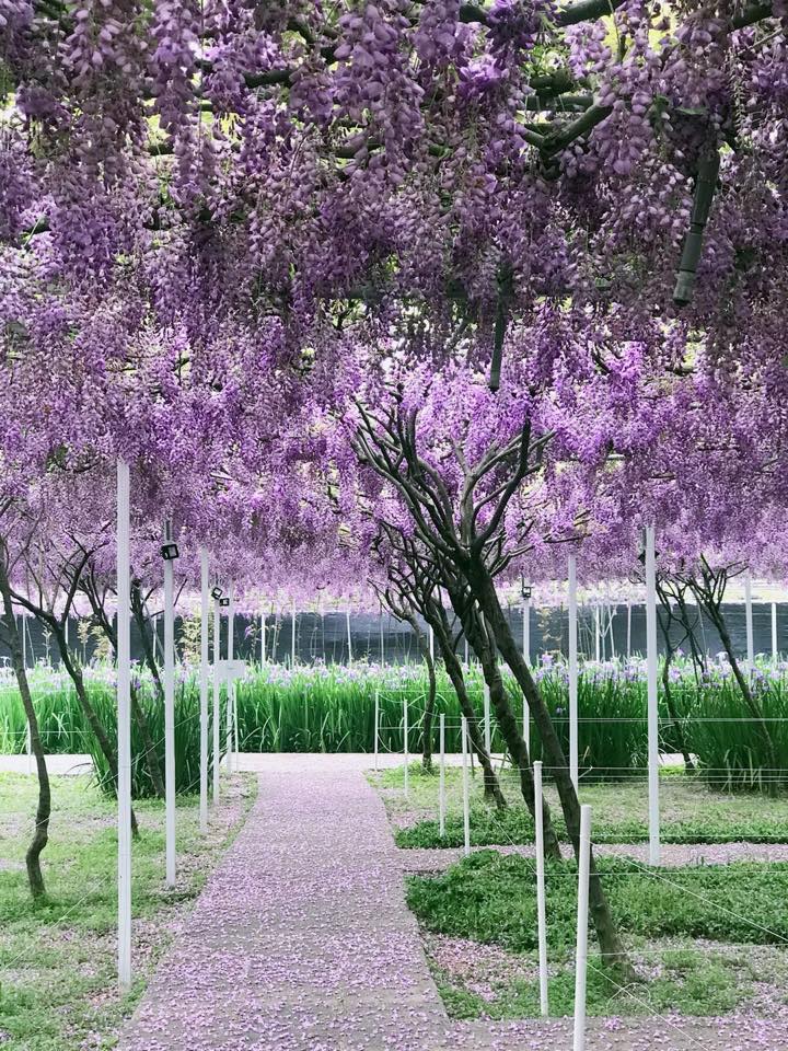 紫色花瀑從天而降 全台最大 紫藤花園 佔地萬坪唯一獲日本認證 最美花期 曝光錯過等一年 Looker 新鮮事